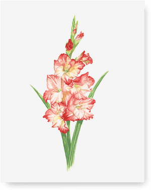 Gladiolus Print - Gladiolus, HD Png Download PNG with transparent background