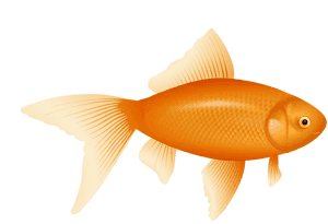 Example Image Of A Fish - Goldfish Clipart, HD Png Download PNG image with transparent background