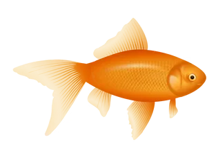 Vibrant Goldfish Illustration PNG Image