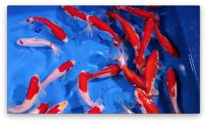 Vibrant Goldfish Swimming Together.jpg PNG Image