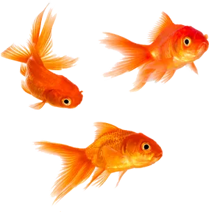 Vibrant Goldfish Trio.png PNG Image