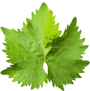 Grape Vine Leaf Png Image - Grape Leaf Png, Transparent Png PNG image with transparent background