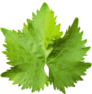 Vibrant Grape Leaf Texture PNG Image