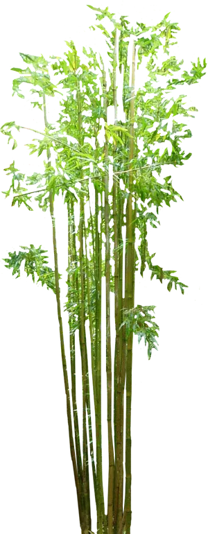 Vibrant Green Bamboo Cluster.png PNG Image