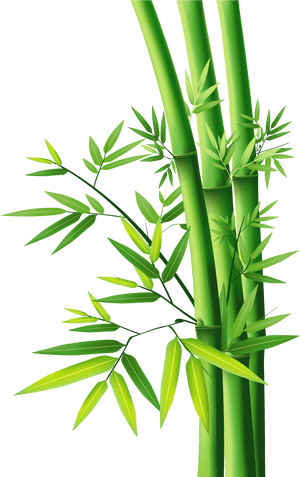 Bamboo Vector Clipart , Png Download - Bamboo Png, Transparent Png PNG with transparent background