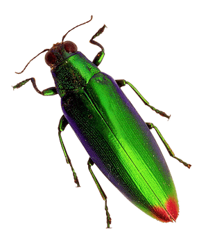 Vibrant Green Beetle PNG image with transparent background
