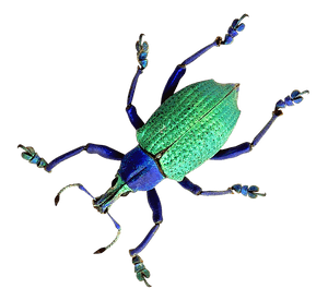 Vibrant Green Beetleon Blue PNG image with transparent background