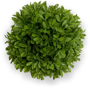 Vibrant Green Bush Top View PNG Image