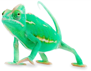 Vibrant Green Chameleon Walking PNG Image