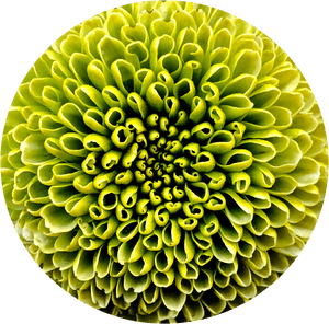 Transparent Chrysanthemum Png - Dahlia, Png Download PNG image with transparent background