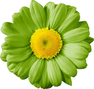 Vibrant Green Daisy Flower.png PNG Image