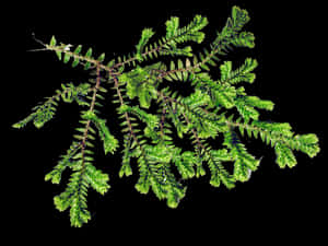 Vibrant Green Fernon Black Background PNG image with transparent background