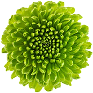 Vibrant Green Flower Bloom PNG Image