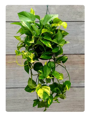 Vibrant Green Hanging Plant Wooden Backdrop.jpg PNG Image