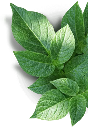 Vibrant Green Houseplant Leaves PNG Image