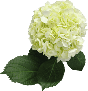 Single Color Box For Natural Hydrangeas Full - Hydrangea, HD Png Download PNG image with transparent background