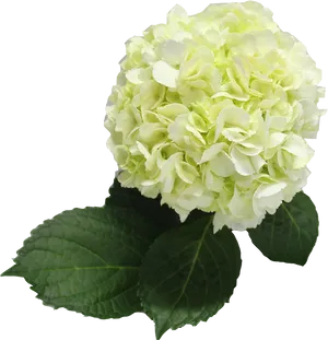 Vibrant Green Hydrangea Bloom PNG Image