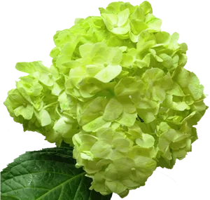 Vibrant Green Hydrangea Bloom PNG Image