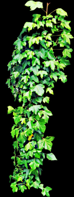 Transparent Enredadera Png - Hanging Plants Png, Png Download PNG with transparent background