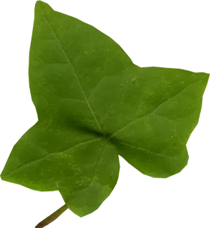 Vibrant Green Ivy Leaf PNG Image