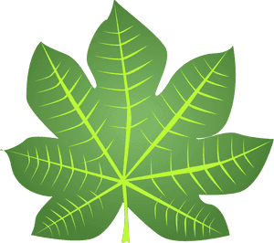 Transparent Daun Png, Png Download PNG image with transparent background