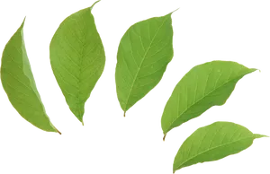 Vibrant Green Leaves Black Background.jpg PNG Image