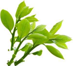 Vibrant Green Leaves Branch PNG with transparent background