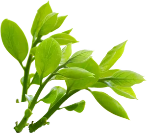 Vibrant Green Leaves Branch PNG Image