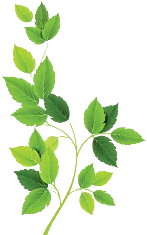 Vibrant Green Leaves Branch PNG Image