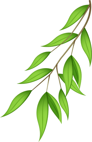 Vibrant Green Leaveson Branch PNG image with transparent background