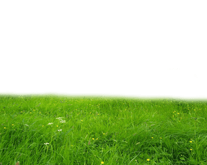 Field Meadow Transparent PNG PNG with transparent background