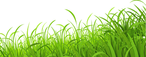 Spring Meadow PNG Image PNG image with transparent background