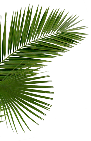 Party Png - Palm Tree Leaves Png Transparent, Png Download PNG image with transparent background