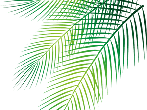 Transparent Palm Leaves Clipart, HD Png Download PNG image with transparent background