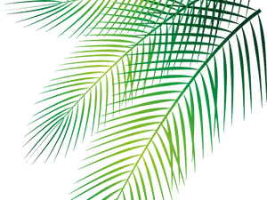 Vibrant Green Palm Fronds PNG Image