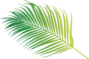 Coconut Leaf - Palm Tree, HD Png Download PNG image with transparent background