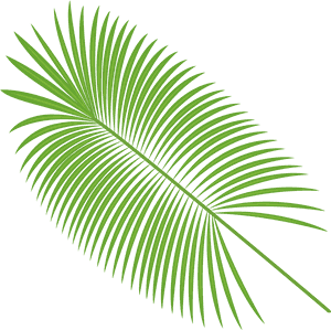 Palm Leaves Vector Material Png Download - Transparent Background Palm Leaf Png, Png Download PNG image with transparent background