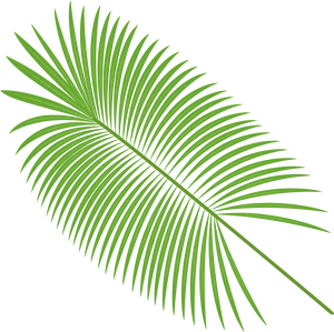 Vibrant Green Palm Leaf PNG Image