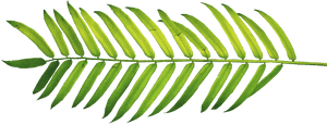 Palm Fronds, Tree Clipart, Ferns, Leaves, Nature, Polyvore, - Tropical Leaf Watercolor Png, Transparent Png PNG image with transparent background