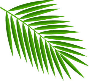 Green Palm Leaves Png Clipart - Palm Leaf Clipart Png, Transparent Png PNG image with transparent background
