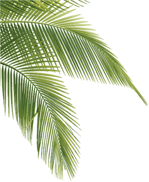 Palm Tree Leaves Png, Transparent Png PNG image with transparent background