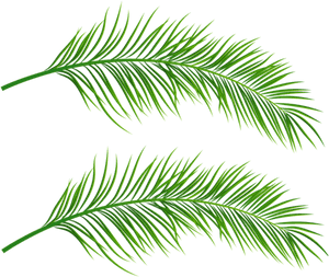 Free Png Palm Leaves Transparent Png Images Transparent - Palm Tree Leaves Png, Png Download PNG image with transparent background
