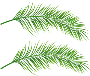 Vibrant Green Palm Leaves PNG Image