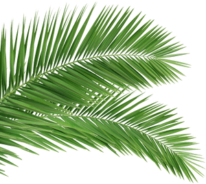 Palm Tree Branch Png , Png Download - Palm Leaves, Transparent Png PNG image with transparent background