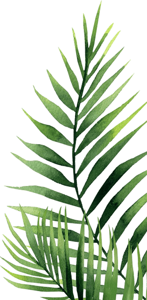 Palm Tree, HD Png Download PNG image with transparent background
