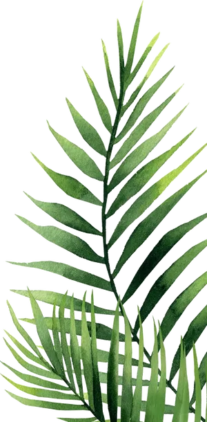 Vibrant Green Palm Leaves PNG Image