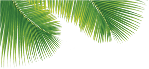 Png Palm Trees Leaves , Png Download - Palm Leaves Transparent Png, Png Download PNG image with transparent background