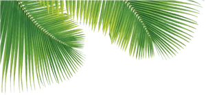 Vibrant Green Palm Leaves PNG Image