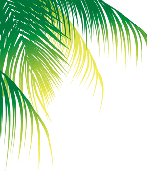 #ftestickers #greenery #tropicalplants #palmtree #border - Coconut Leaves Vector Png, Transparent Png PNG image with transparent background