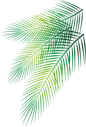 Transparent Palm Leaves Png - Vector Palm Leaves Png, Png Download PNG image with transparent background